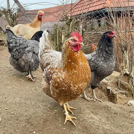 Little Farm Appartement
