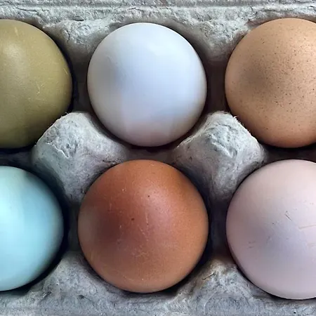 Little Farm * Feldkirchen in Kärnten