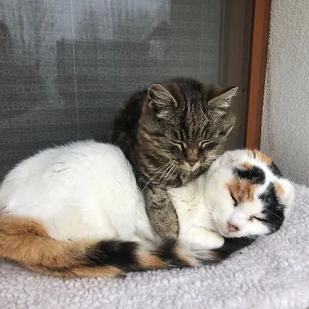 Little Farm Apartment Feldkirchen in Kärnten