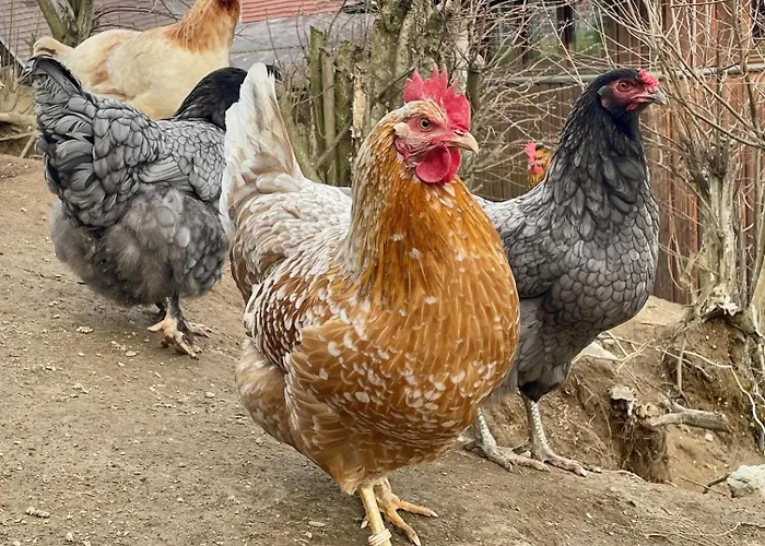 Little Farm דירה