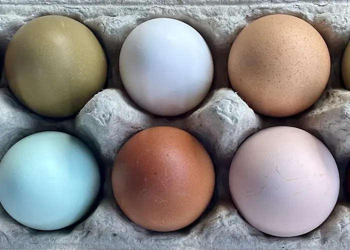 Little Farm * פלדקירשן אין קרנטן