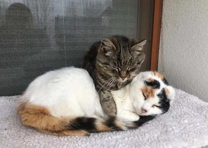 Little Farm דירה פלדקירשן אין קרנטן